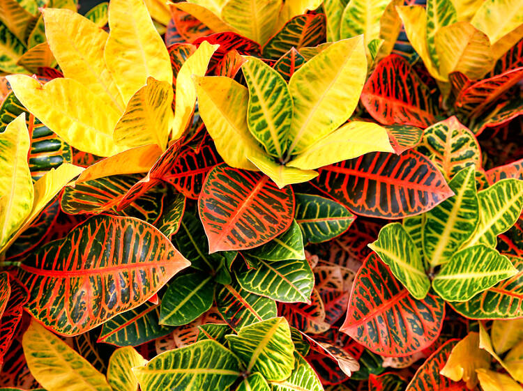 Croton