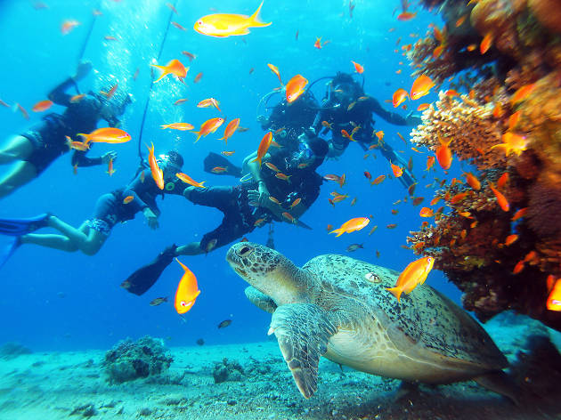 Snuba in the Red Sea Snuba in the Red Sea