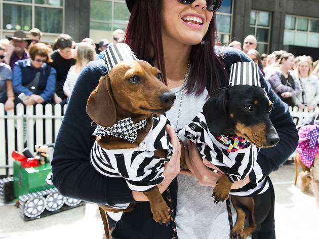 Here are the best dressed dogs at the Annual Dachshund Race Here are the best dressed dogs at the Annual Dachshund Race