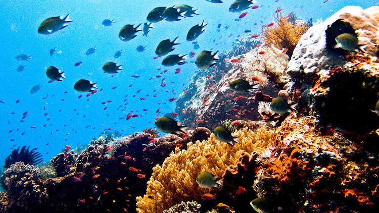 Komodo Islands, Indonesia