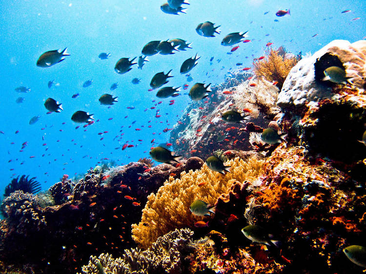 Komodo Islands, Indonesia