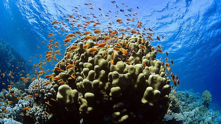 Tubbataha Reef National Marine Park, Philippines