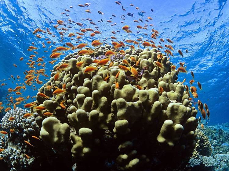 Tubbataha Reef National Marine Park, Philippines