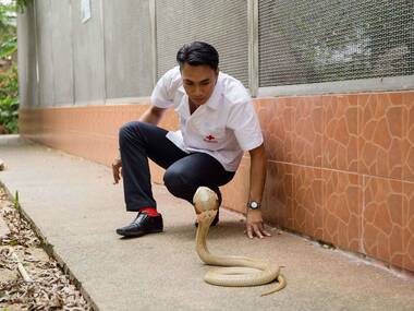 Quit your job, become a ... venomous snake caretaker Quit your job, become a ... venomous snake caretaker
