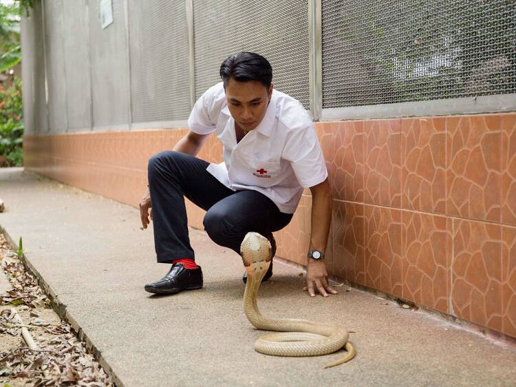 Quit your job, become a ... venomous snake caretaker