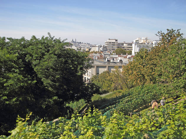 Fête des Vendanges butte Bergeyre vignes Paris vue Montmartre jardin Fête des Vendanges butte Bergeyre vignes Paris vue Montmartre jardin