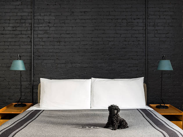 Pet-friendly hotels in America for puppies, kittens and animals