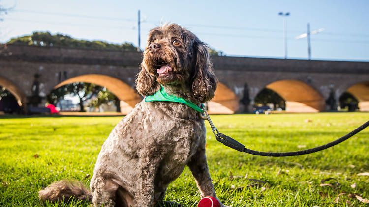 Linn's dog Bruno at Wentworth Park