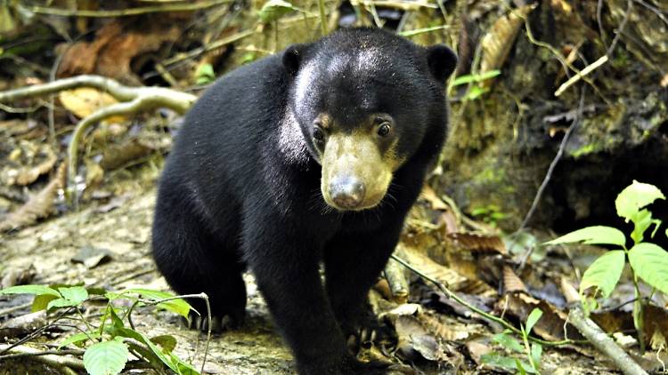 Sun bears and flying lizards