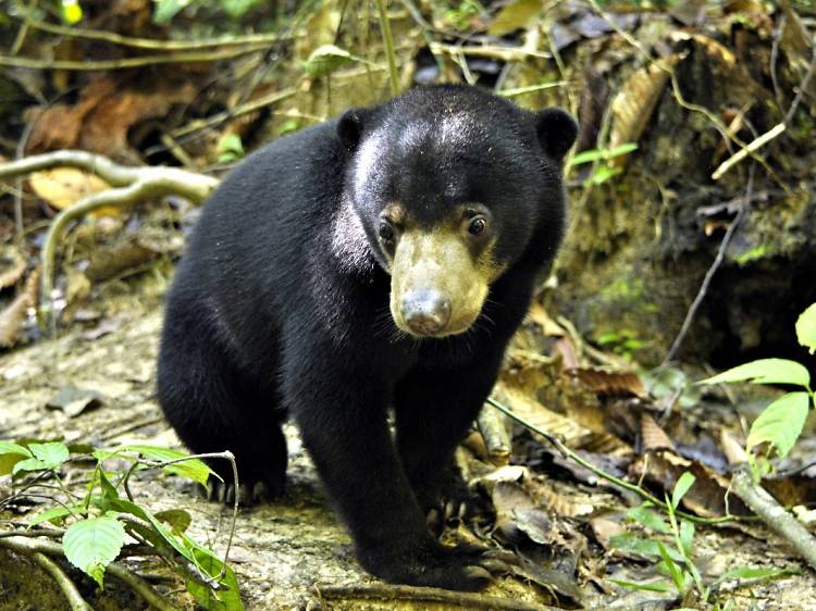 Sun bears and flying lizards