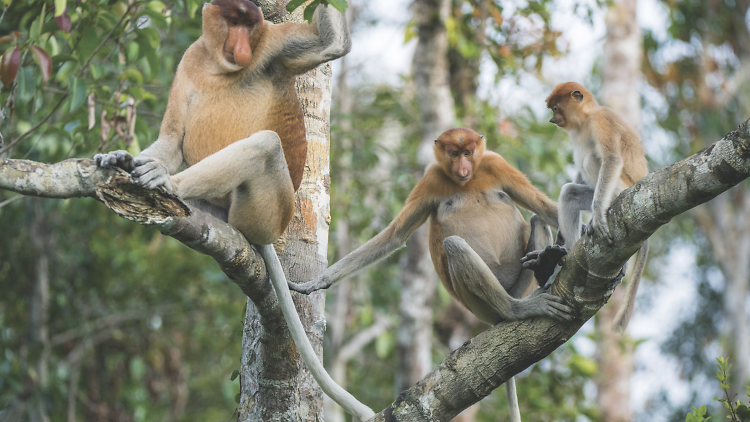 Venomous centipedes and proboscis monkeys