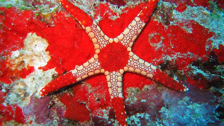 Starfish and sea cucumbers