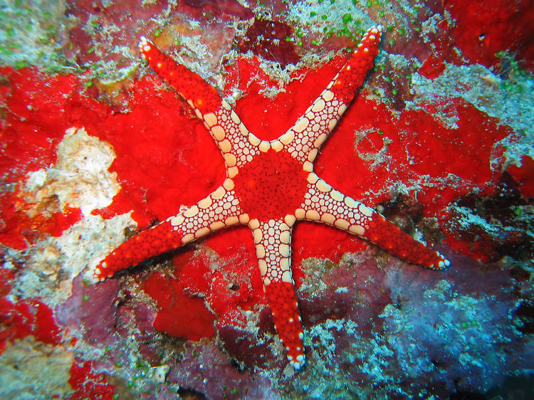 Starfish and sea cucumbers