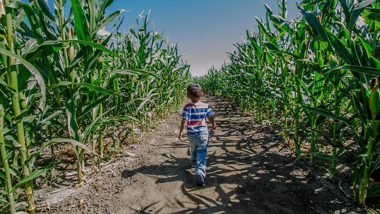 Big Horse Corn Maze & Harvest Festival