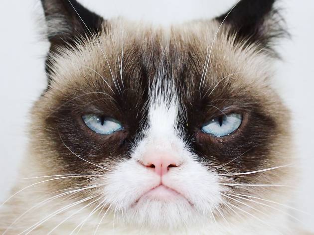 Real cat Grumpy Cat to join the fake cats of Cats on Broadway