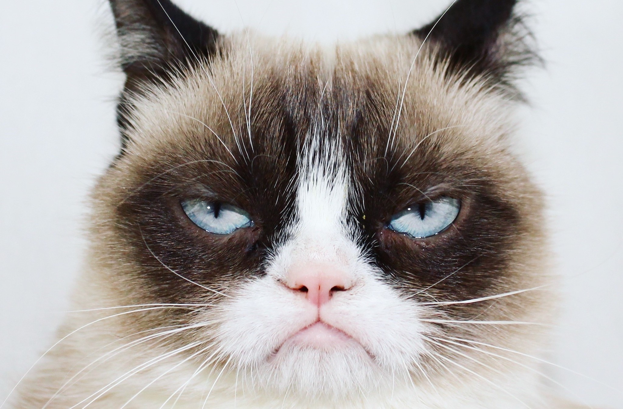 Real Cat Grumpy Cat To Join The Fake Cats Of Cats On Broadway