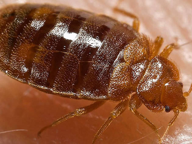 London is being infested with 'super bedbugs' London is being infested with 'super bedbugs'