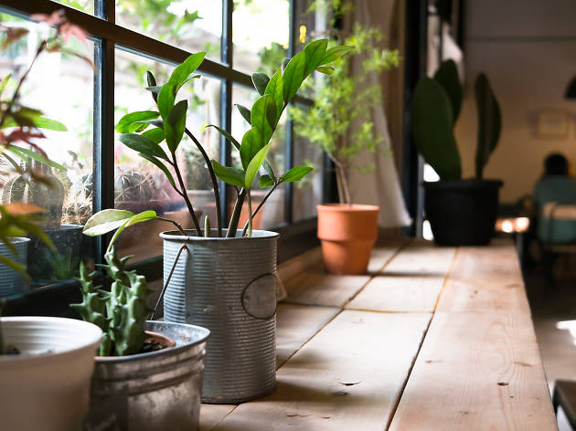 Plantes Plantes