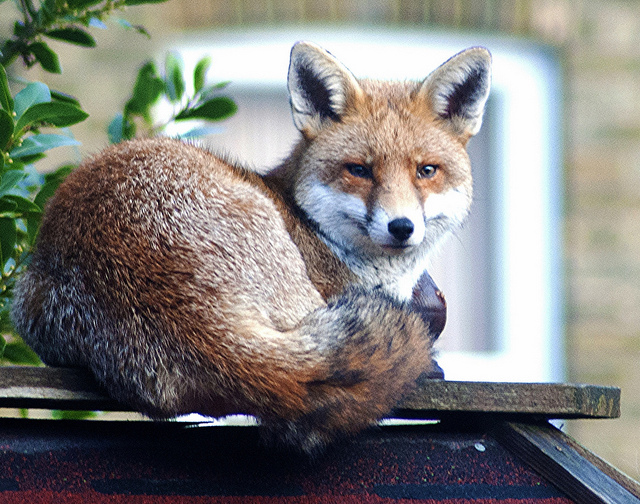 The secret life of London's foxes