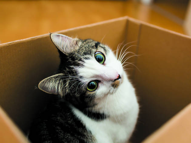 Gato Gato