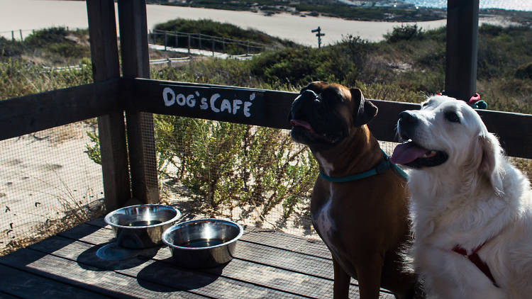 18 restaurantes e cafés pet friendly em Lisboa