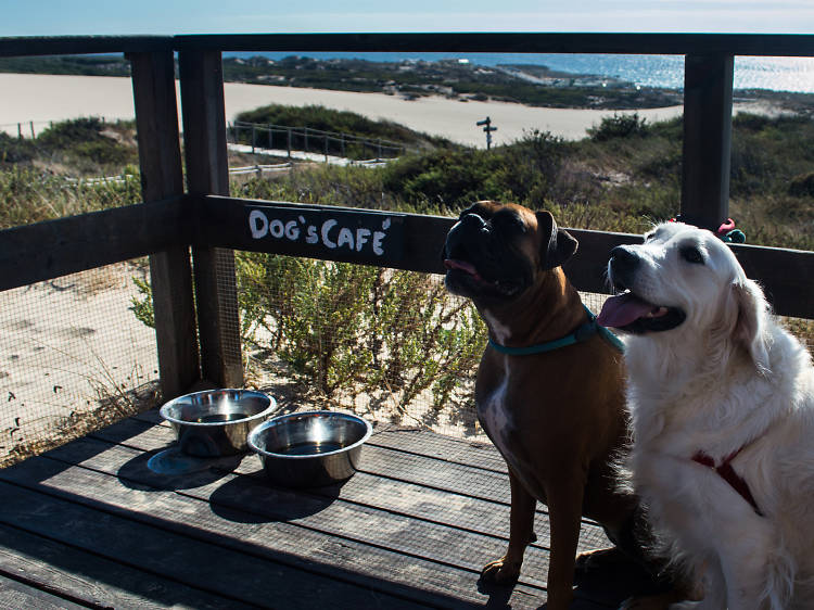 18 restaurantes e cafés pet friendly em Lisboa