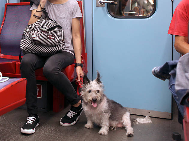 Polly no Metropolitano de Lisboa Polly no Metropolitano de Lisboa