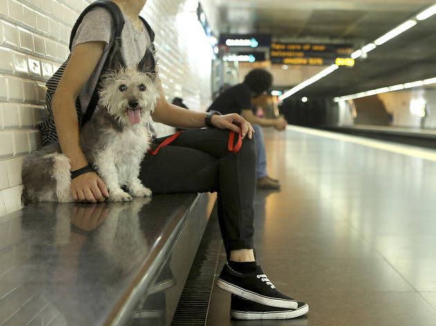 Polly no metro Polly no metro