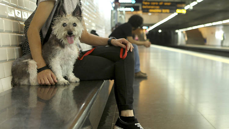 Sítios em Lisboa onde os animais são sempre bem recebidos