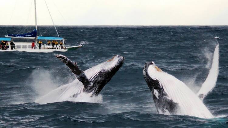 Whale Watching with Imagine Cruises