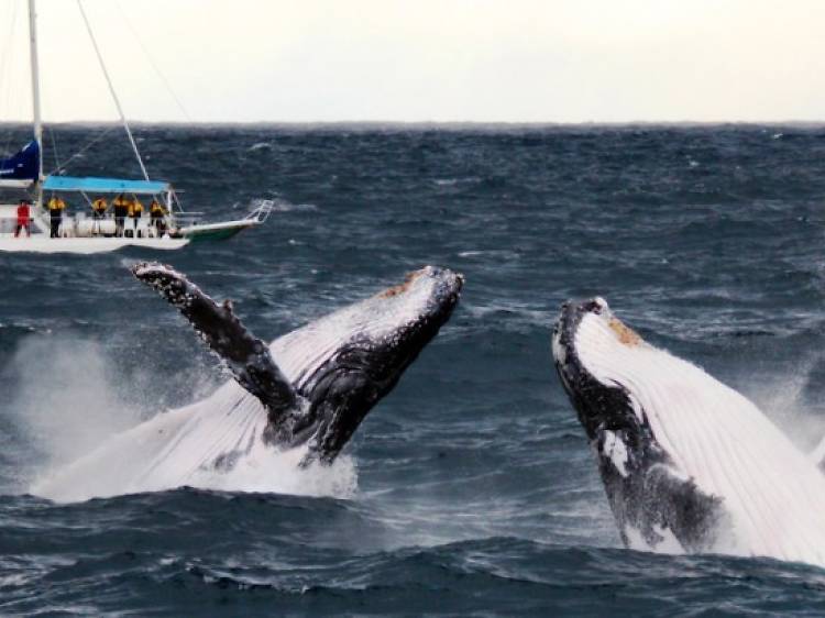 Whale Watching with Imagine Cruises