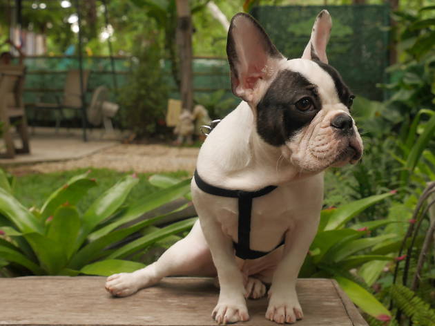 frenchie French Bulldog