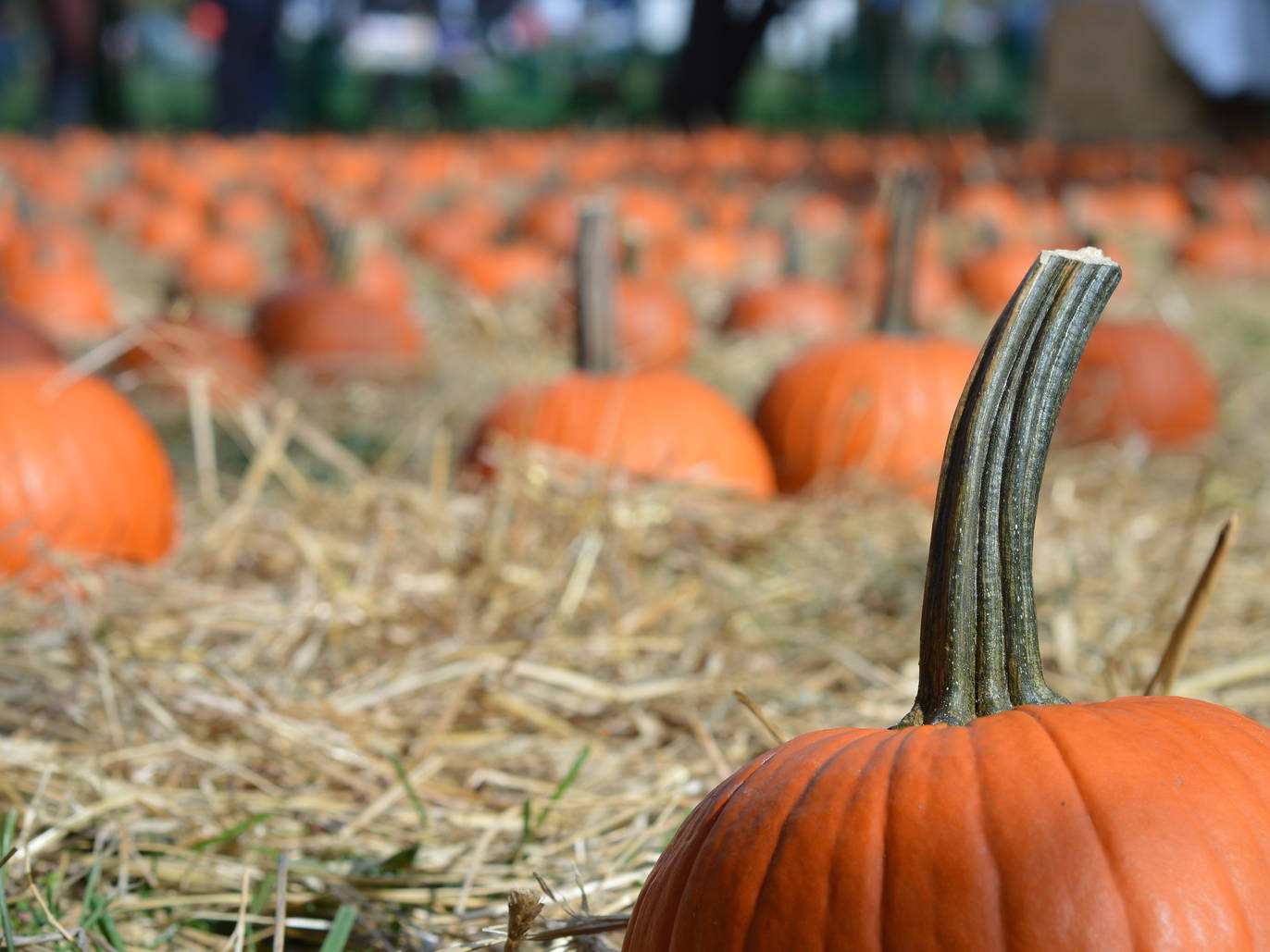 fun-halloween-festivals-in-nyc-and-new-york-state-this-fall