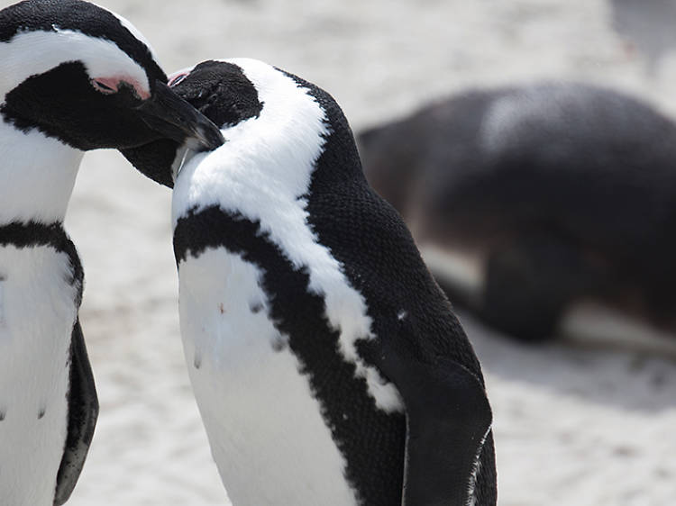 The Lincoln Park Zoo welcomes African penguin friends to their brand-new exhibit