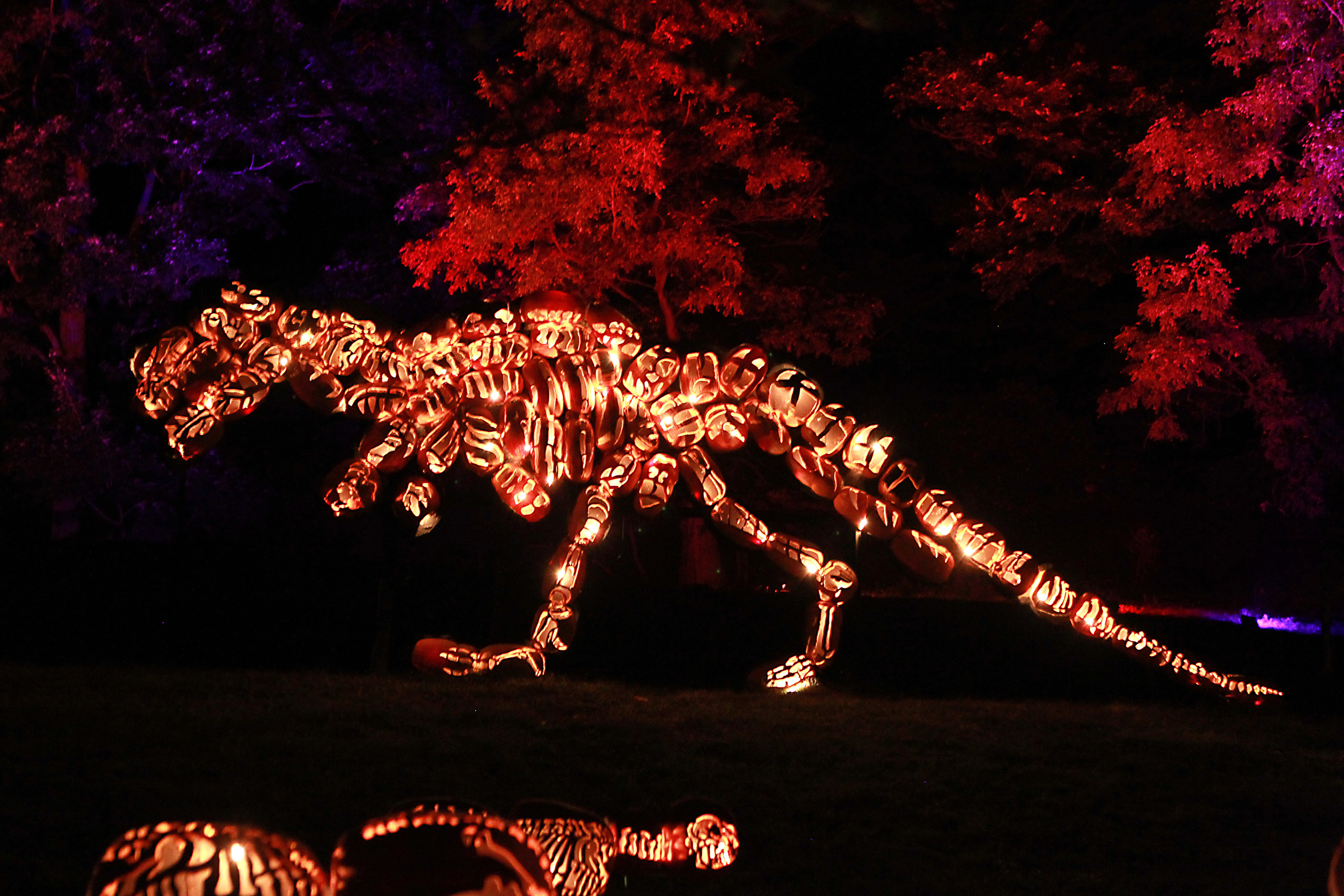 Jack O Lantern Blaze