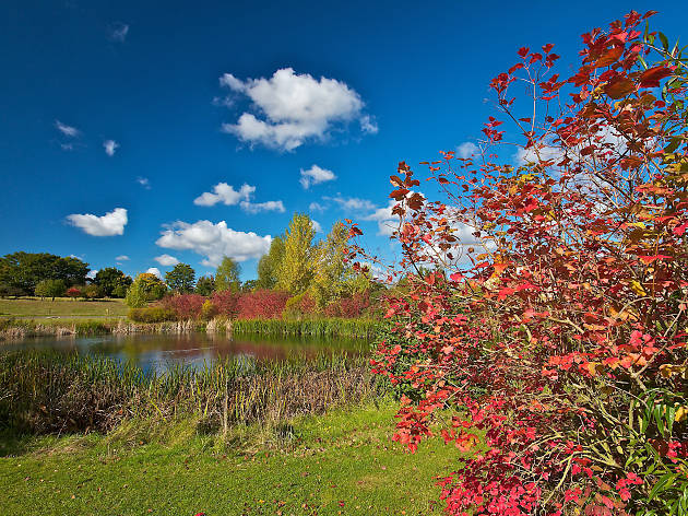 Go birdwatching at London Wetland Centre Go birdwatching at London Wetland Centre
