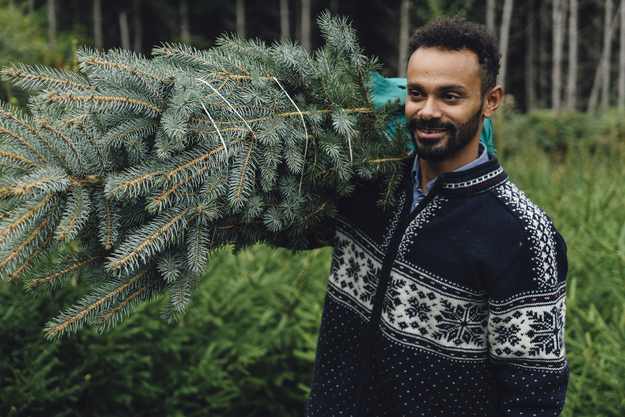 Live christmas tree rental nyc