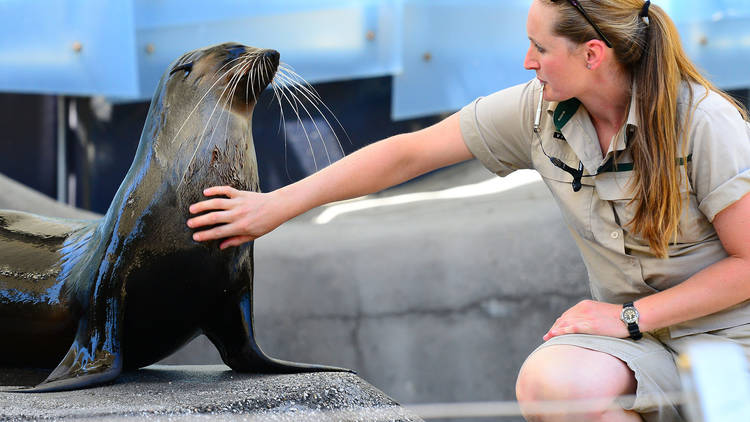 Meet the animals at Melbourne Zoo