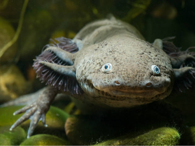 Ajolote de Xochimilco Animales endémicos de la CDMX como el ajolote