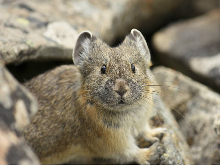 Teporingo (Conejo de los volcanes)