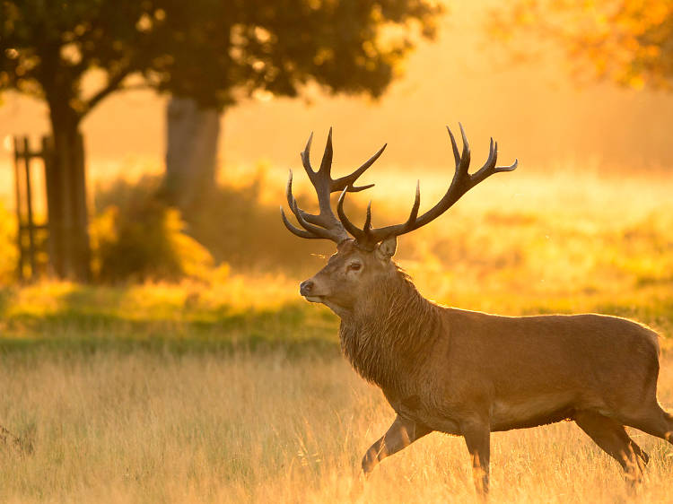 Richmond Park