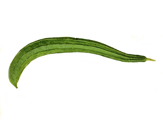 Luffa Luffa