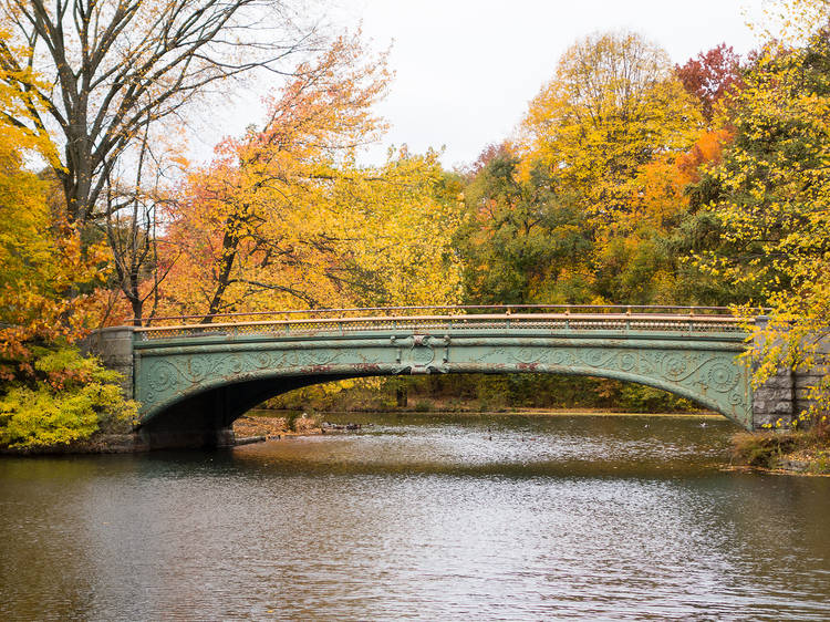 Go leaf peeping in the park