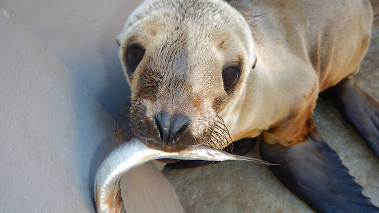 Marine Mammal Care Center