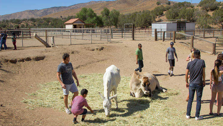 Farm Sanctuary