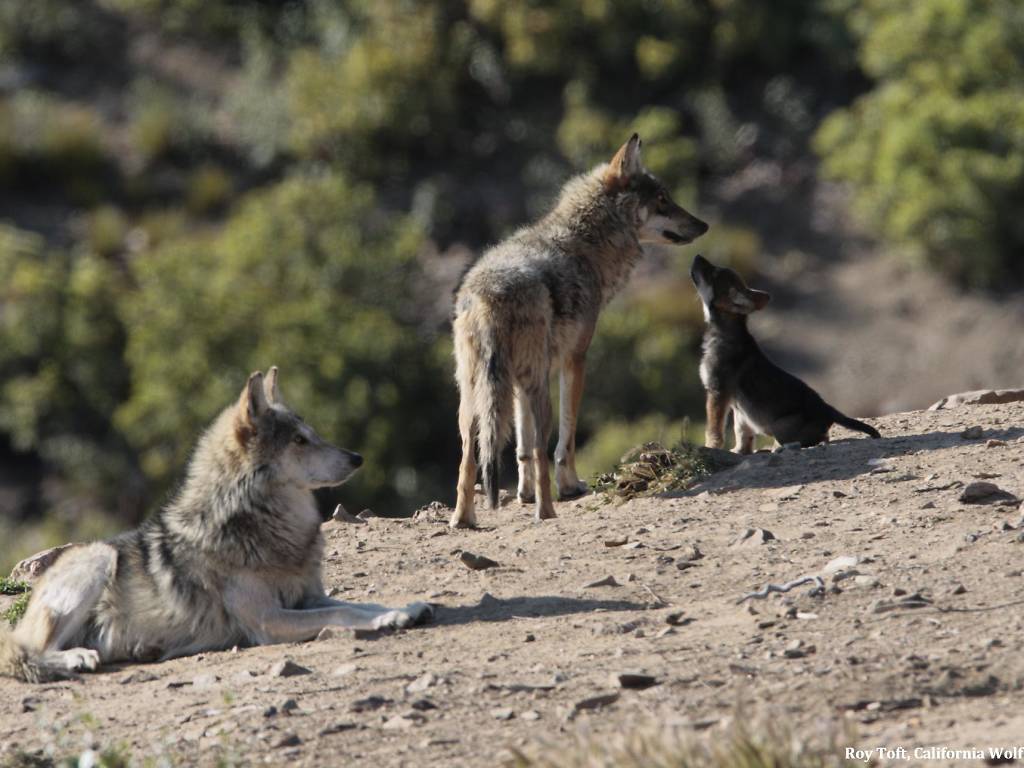 Wildlife Sanctuaries Near Los Angeles for Animal Encounters