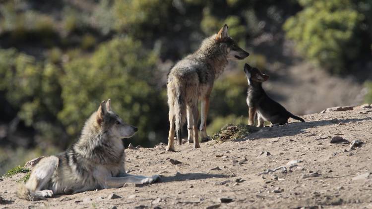 California Wolf Center