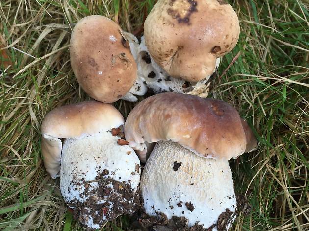 Fungi Breakfast Fungi Breakfast