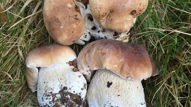 Fungi Breakfast