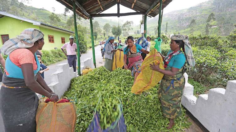 Be a tea plucker for a day